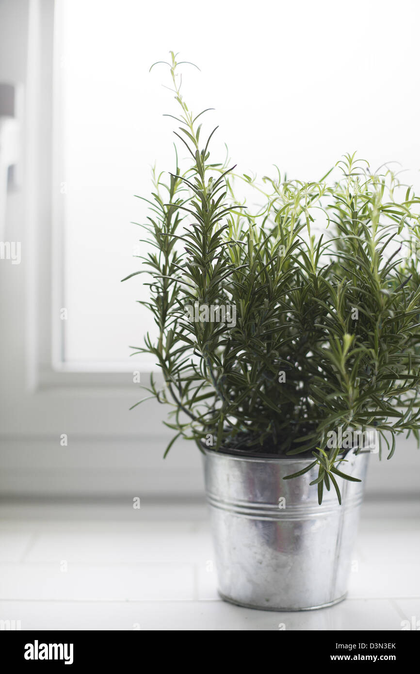 Le romarin plante dans un pot en métal par une fenêtre lumineuse. Banque D'Images