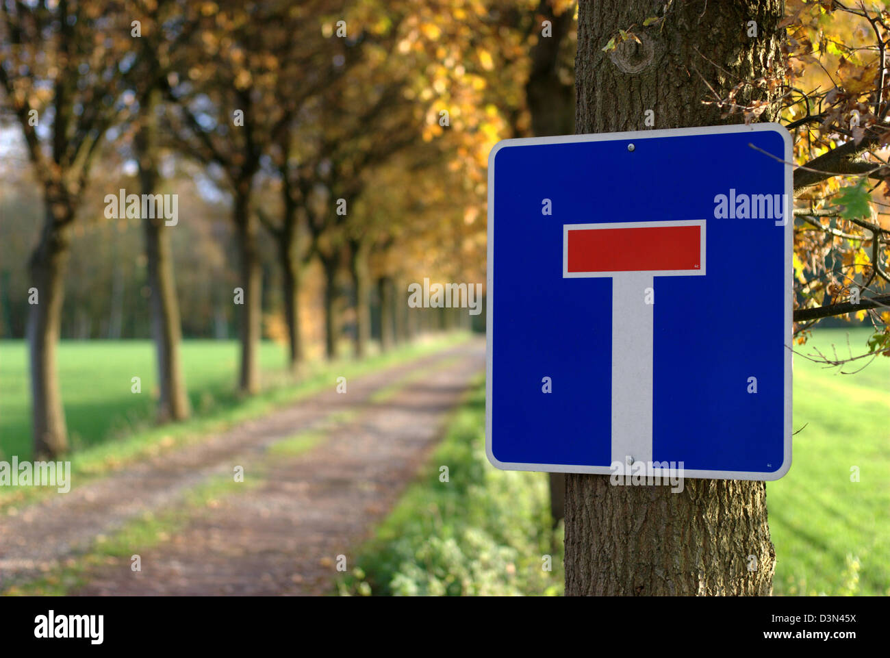 Münster, Allemagne, dead end signe sur un arbre Banque D'Images