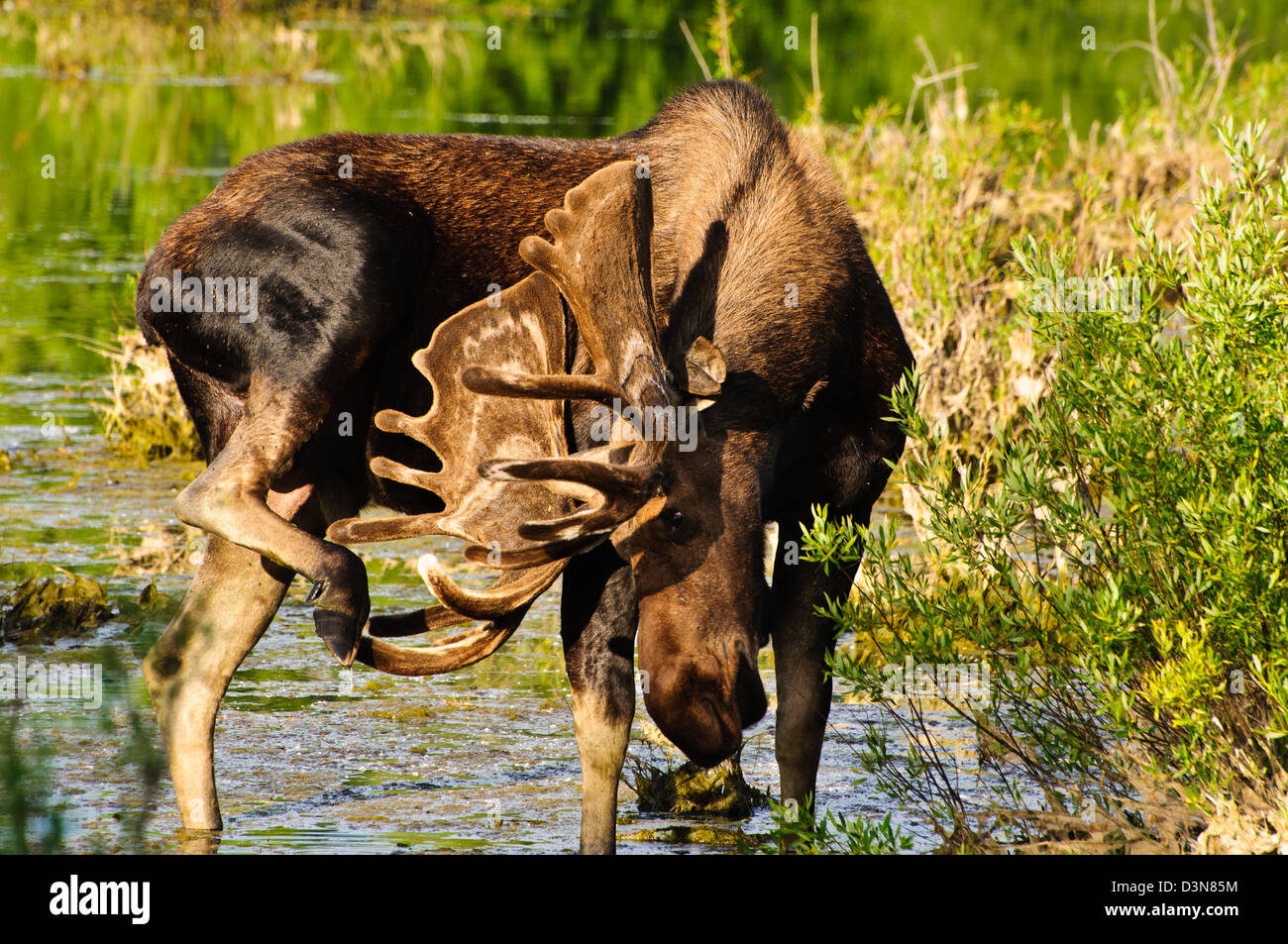 Bull Moose dans un marais, Grand Tetons NP, Wyoming Banque D'Images Bull Moose dans un marais, Grand Tetons NP, Wyoming Banque D'Images
