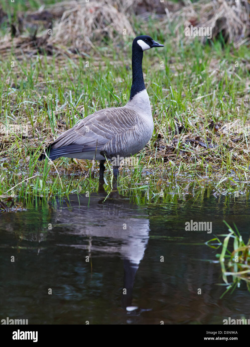 Canada Goose standing by water's edge dans un étang avec vigilance Banque D'Images