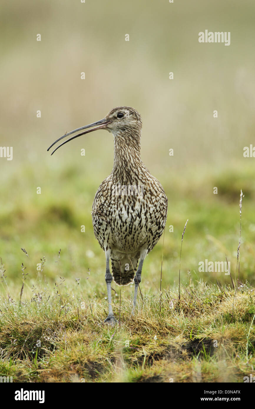 Courlis cendré (Numenius arquata) sur des prairies par bec légèrement ouverte lors de l'appel Banque D'Images