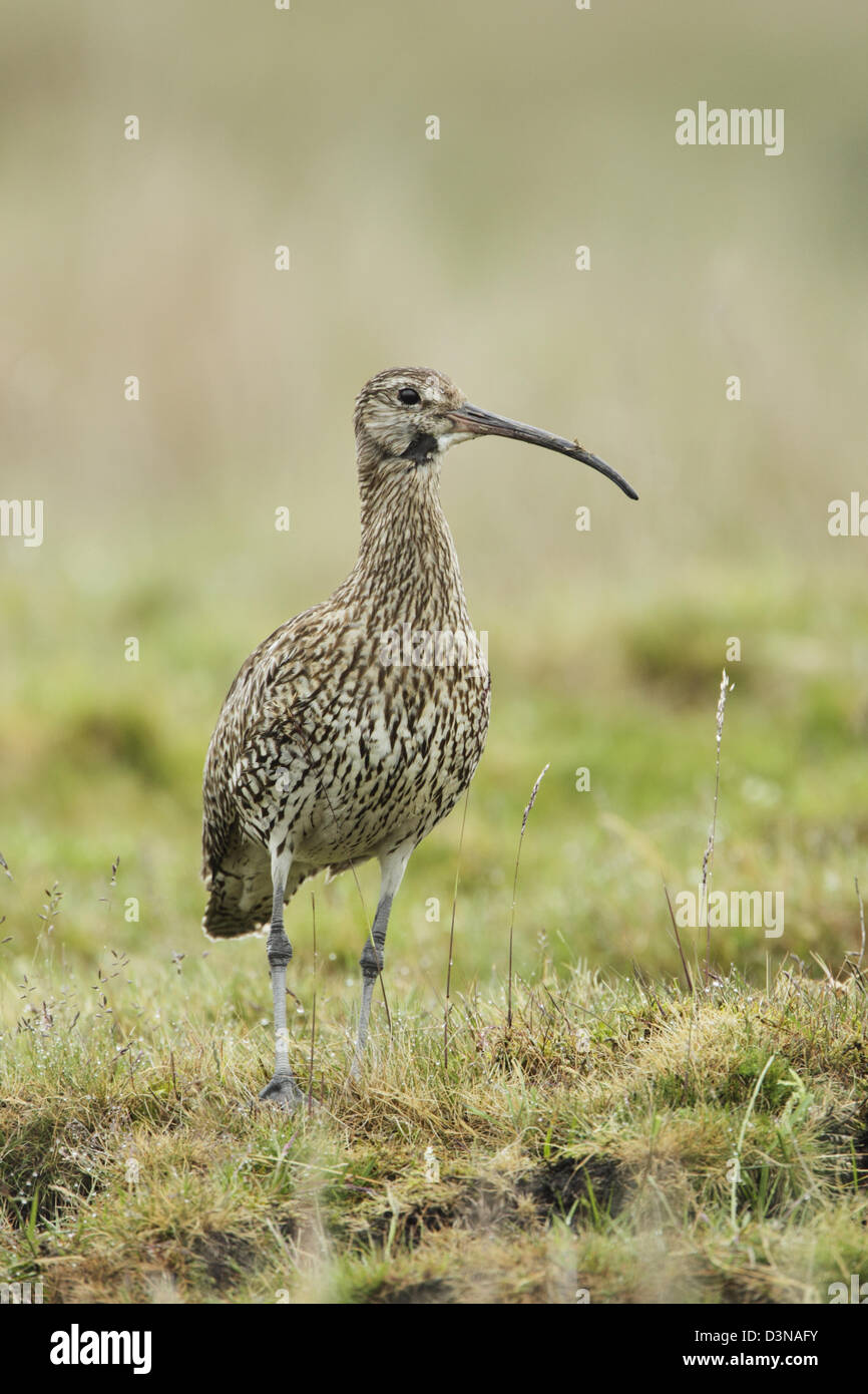 Courlis cendré (Numenius arquata) sur les herbages Banque D'Images