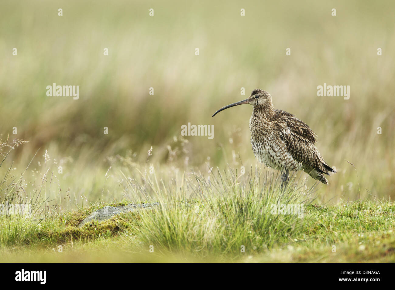 Courlis cendré (Numenius arquata) sur des prairies dans la pluie tout en plumes ébouriffant Banque D'Images