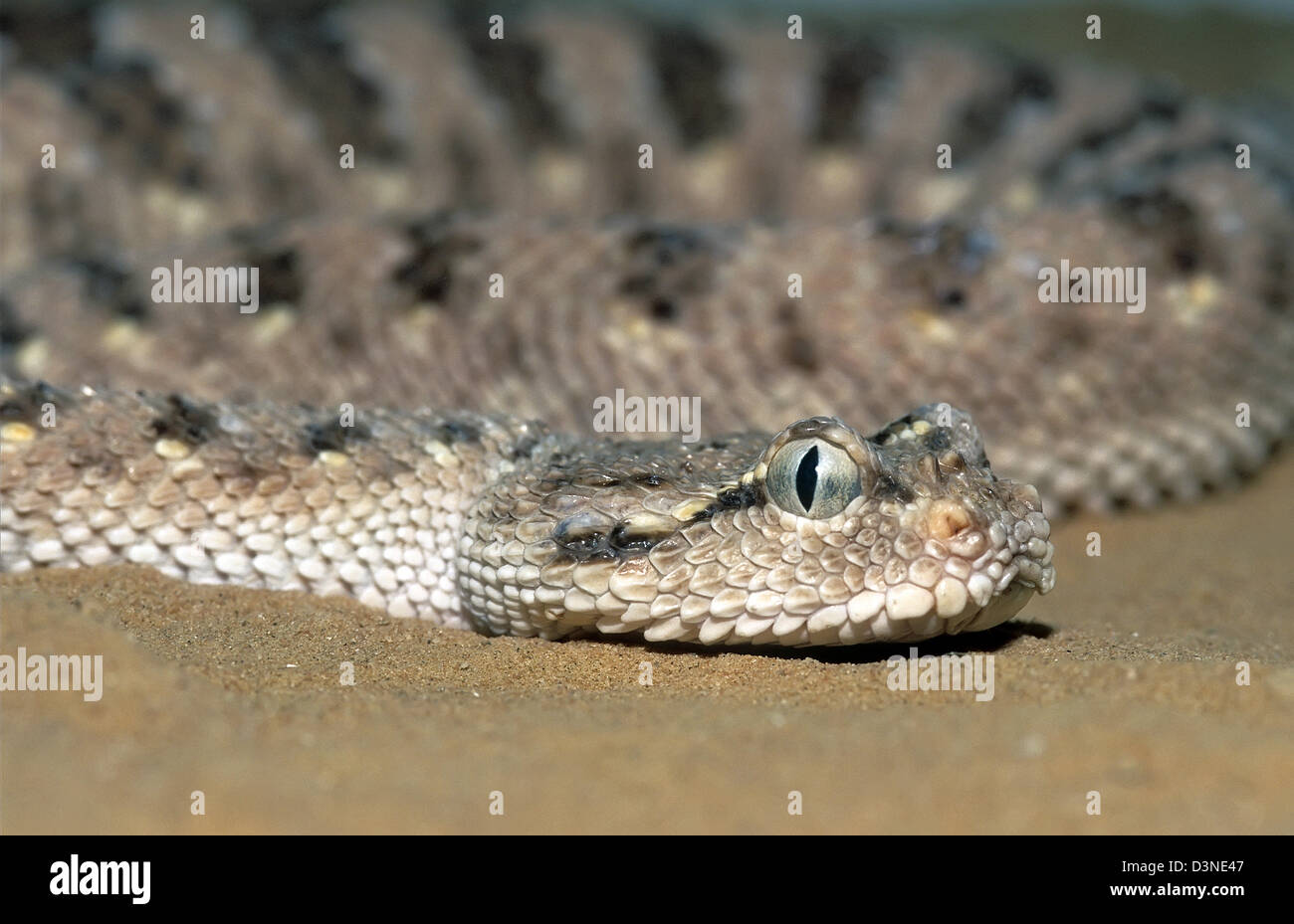 Vipère à cornes, Cerastes arabique gasperettii Banque D'Images