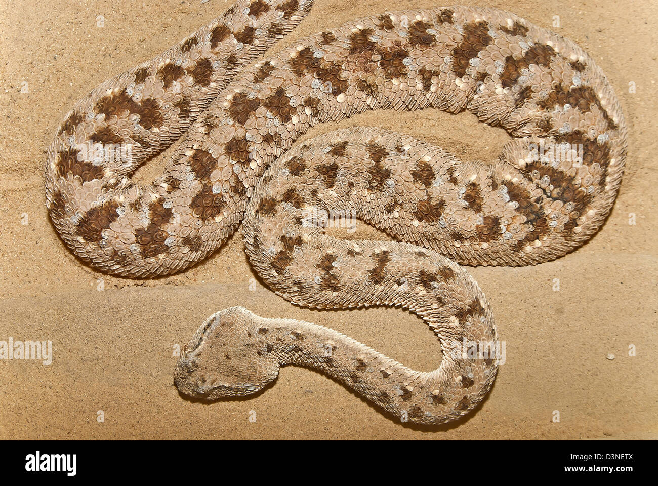 Viper désert cornes, Cerastes cerastes sur le sable Banque D'Images