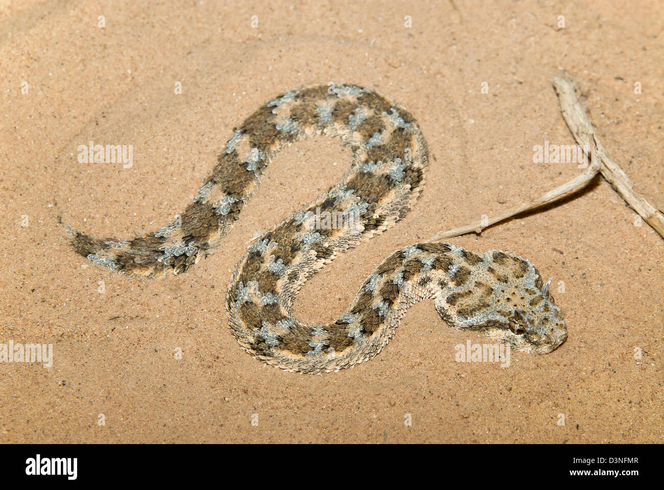 Viper désert cornes (Cerastes cerastes) hidinng dans le sable Banque D'Images