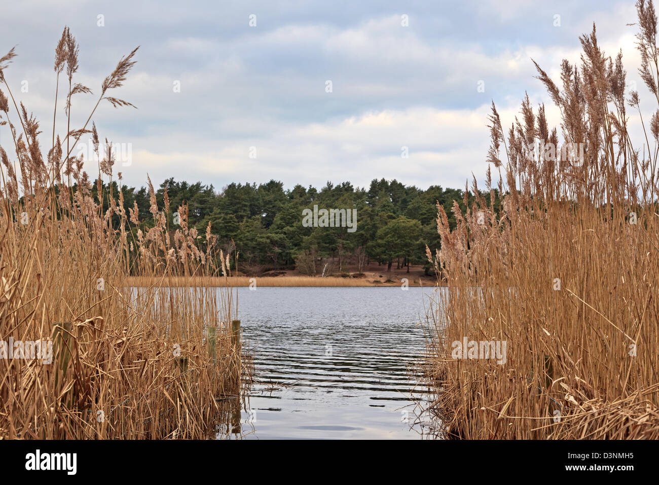 Regarder à travers un trou dans les roseaux pour pêcheur à Frensham Little Pond dans le Surrey, en Angleterre. Banque D'Images