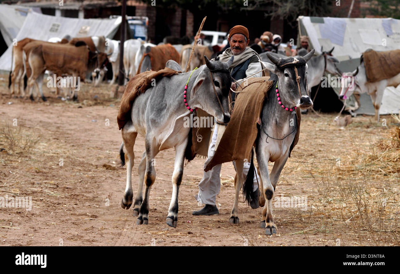 Un vendeur essaie de contrôler taureaux pendant juste du bétail dans l'ouest de la ville indienne de Nagaur, dans l'état du Rajasthan. Banque D'Images