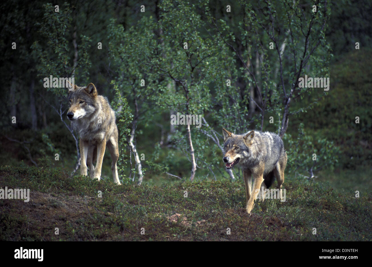 La photo non datée montre deux loups (Lat. Canis lupus) dans leur bawn dans le zoo polaire dans Bardu, la Norvège. Photo : Hinrich Baesemann Banque D'Images