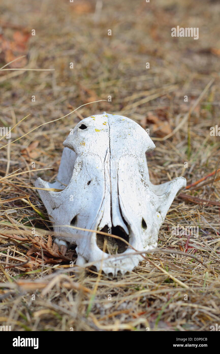 Vue avant du crâne de chien dans l'herbe pâle Banque D'Images