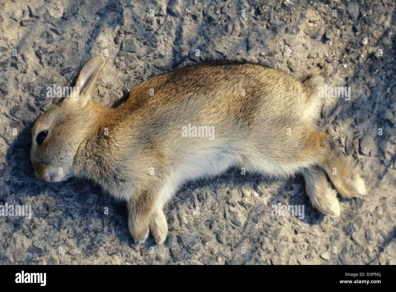Un lapin mort sur la route Banque de photographies et d’images à haute résolution Alamy