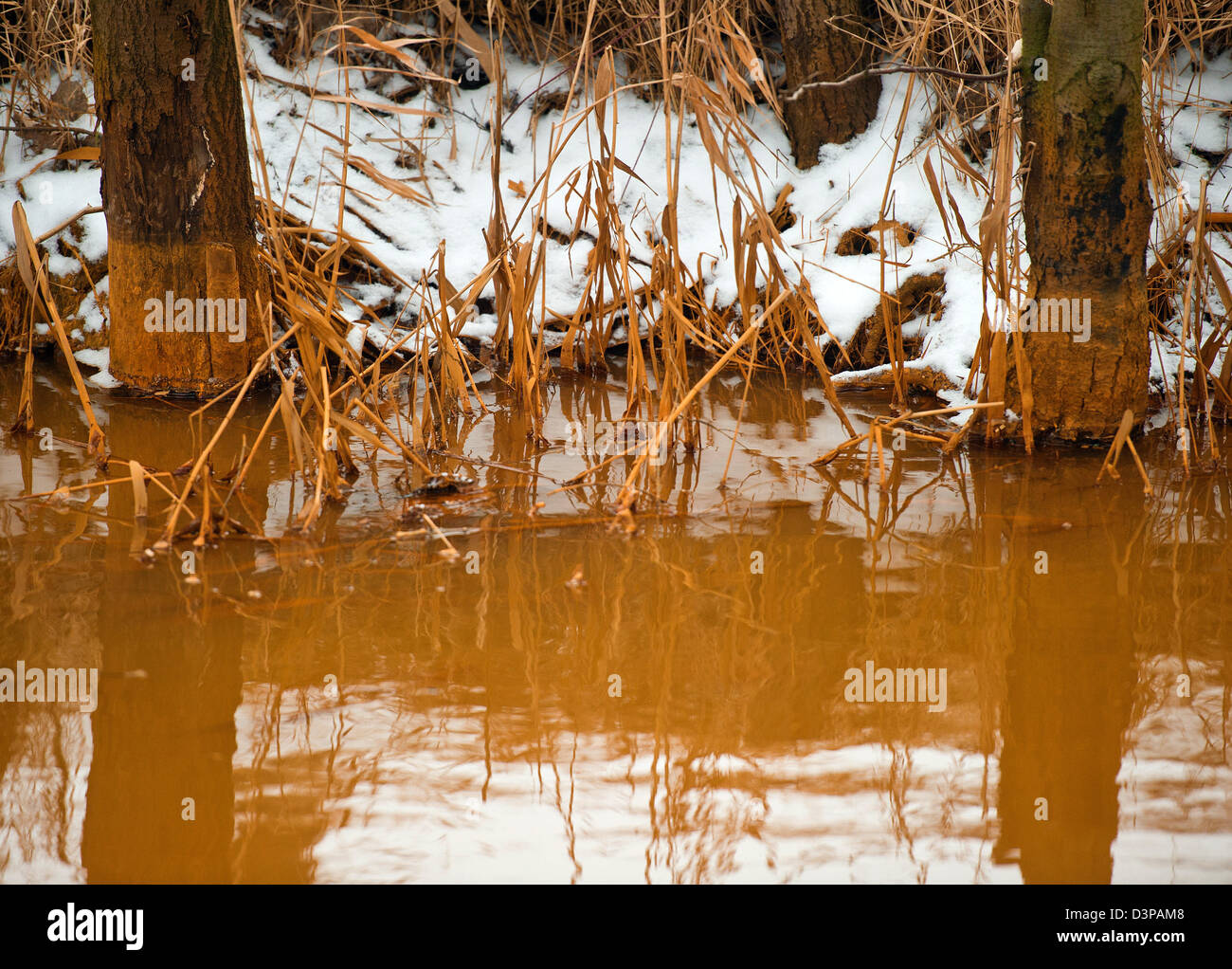 Vue de la couleur brun-rouge de l'eau dans un ruisseau près de Ragow Luebben, Allemagne, 22 février 2013. L'eau est devenu rouge par des niveaux élevés de fer hydroxise et soufre. Photo : PATRICK PLEUL Banque D'Images