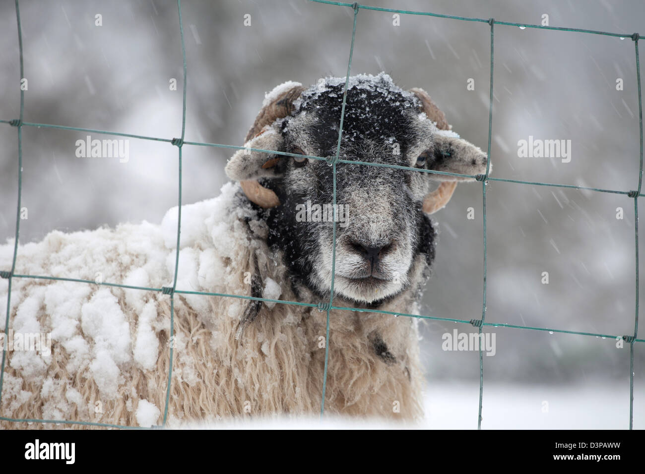 Une Ram Herdwick derrière grillage dans la neige, de Lake District. Banque D'Images