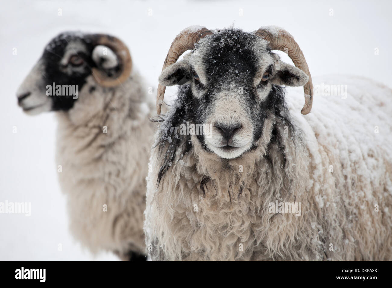 Deux moutons Herdwick dans la neige, de Lake District. UK Banque D'Images Deux moutons Herdwick dans la neige, de Lake District. UK Banque D'Images
