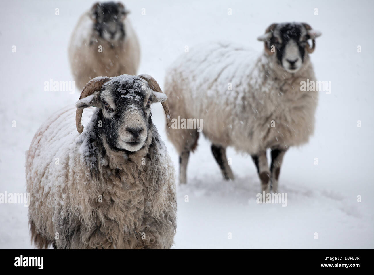 Trois moutons Herdwick dans un champ neigeux, Lake District, Cumbria Banque D'Images Trois moutons Herdwick dans un champ neigeux, Lake District, Cumbria Banque D'Images