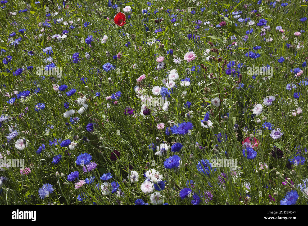 Pré de fleurs sauvages mixtes avec le bleuet, marguerites et coquelicots. Banque D'Images