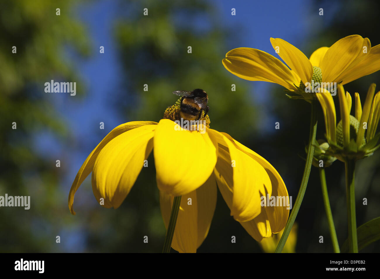 Abeille sur Rudbeckia laciniata Herbstsonne green dirigé d'échinacée. Banque D'Images