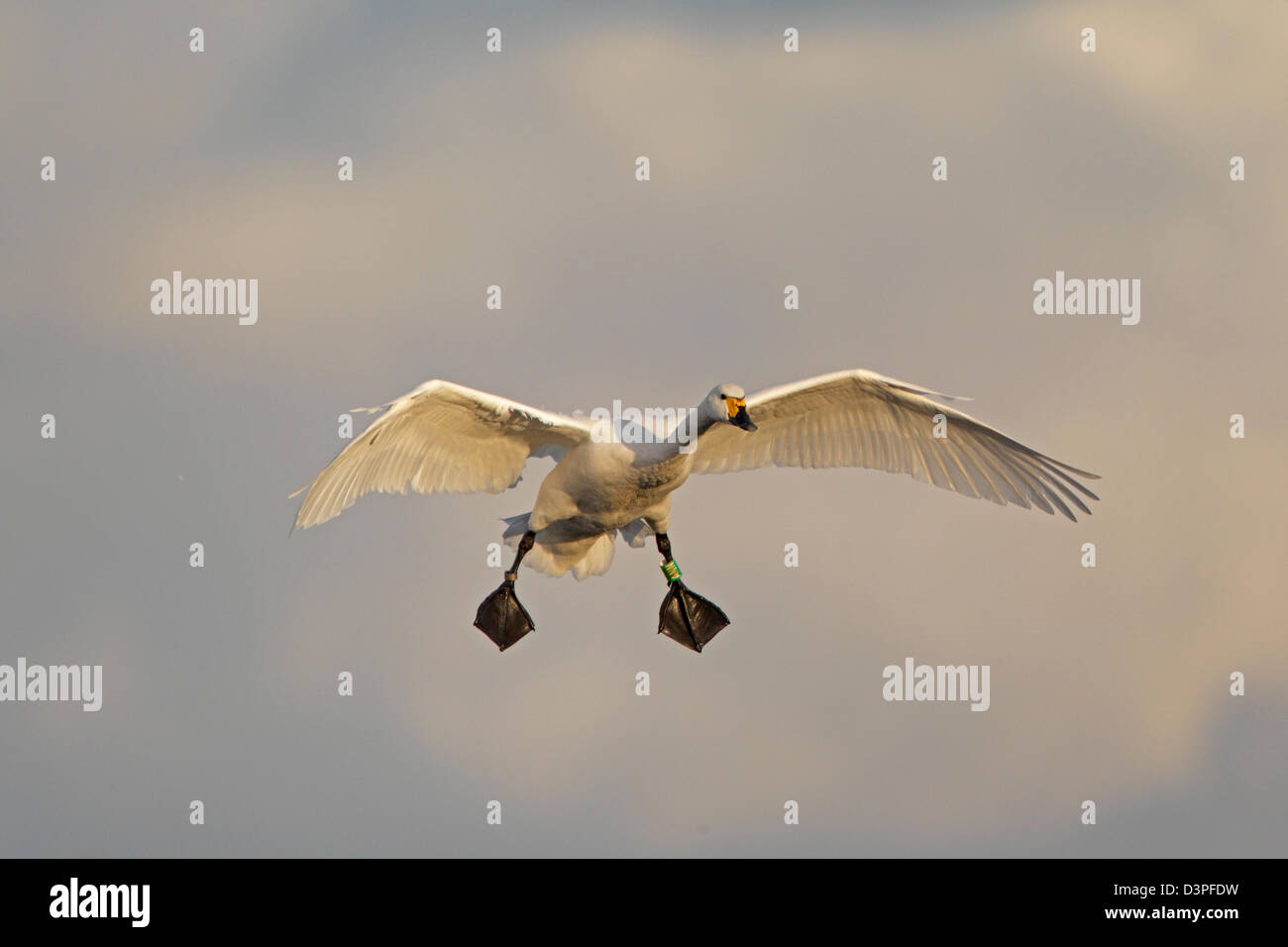 Le cygne de Bewick à anneau sur sa jambe entrée en terre à Slimbridge Banque D'Images