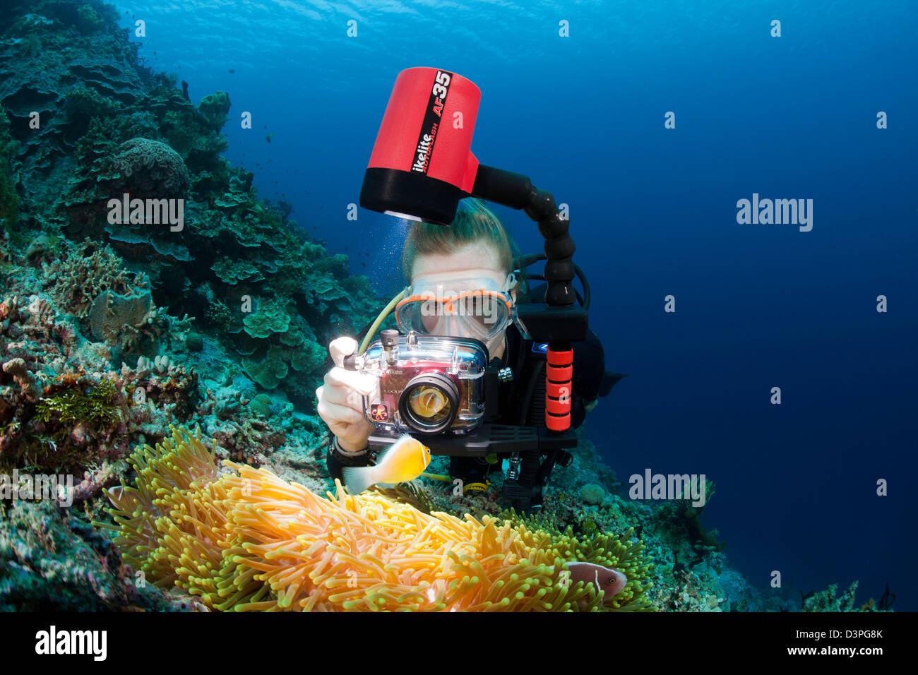 Un plongeur (MR) s'aligne son appareil photo sur un poisson clown Amphiprion perideraion, commun, et leur anemone. L'Indonésie, de Wakatobi. Banque D'Images