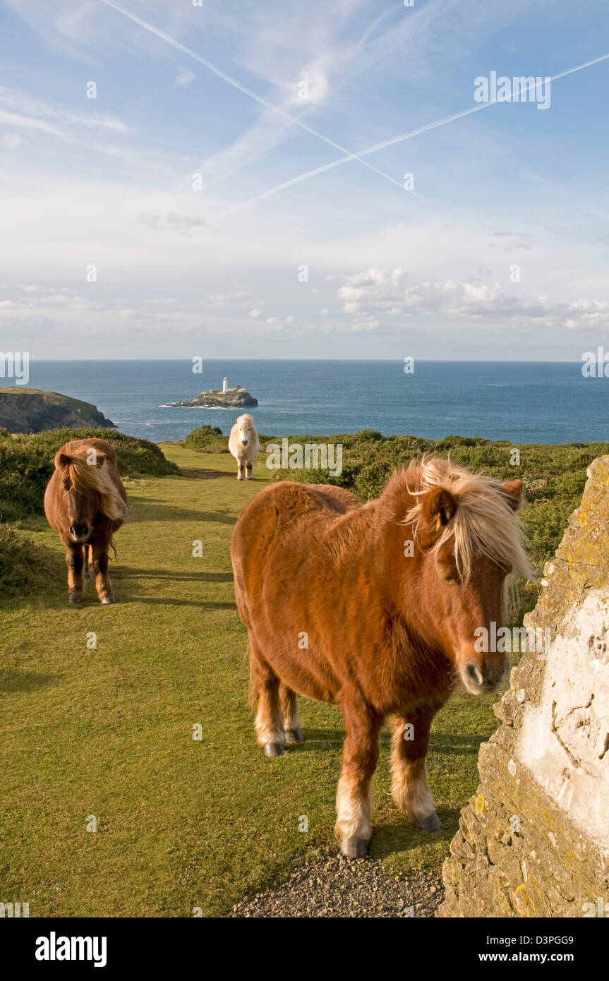Sur le Knavocks, une pointe sur la côte nord des Cornouailles près de Godrevy Point, où les poneys Shetland sont utilisés pour le pâturage Banque D'Images