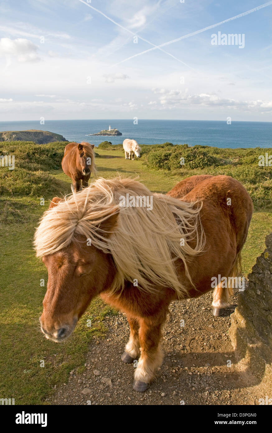 Sur le Knavocks, une pointe sur la côte nord des Cornouailles près de Godrevy Point, où les poneys Shetland sont utilisés pour le pâturage Banque D'Images