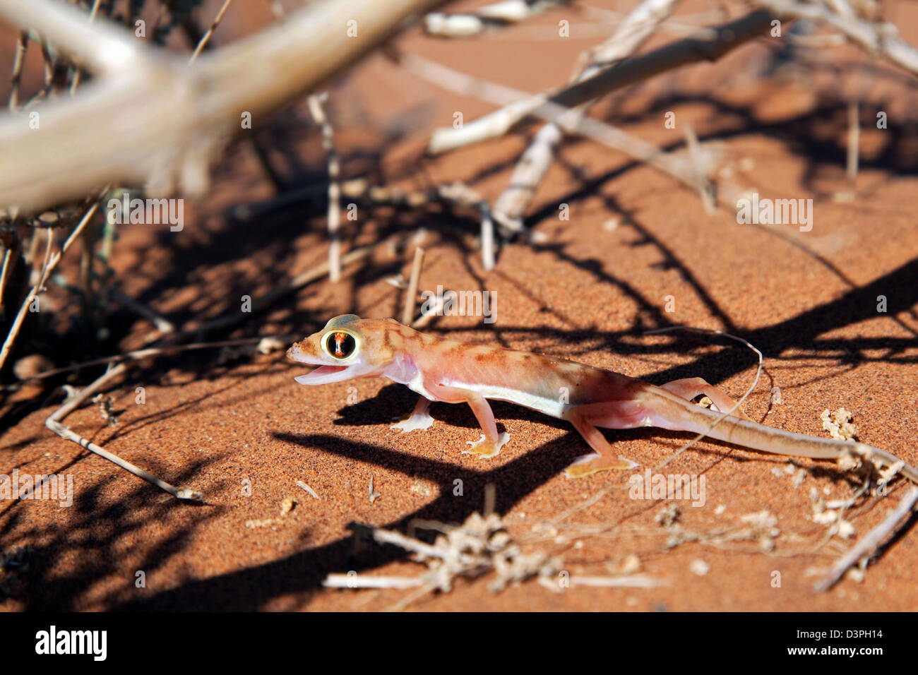 Sable du Namib / web Gecko gecko à pieds (Pachydactylus rangei) dans le désert du Namib, Sossusvlei, Namibie, Afrique du Sud Banque D'Images