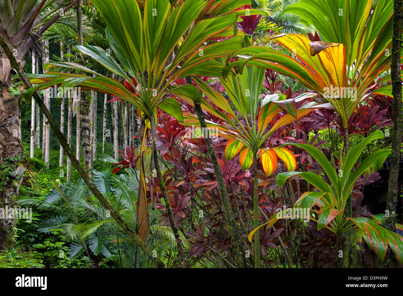 Ti les plantes. Hawaii Tropical Botanical Gardens. New York, la Grande Île.New York, Banque D'Images