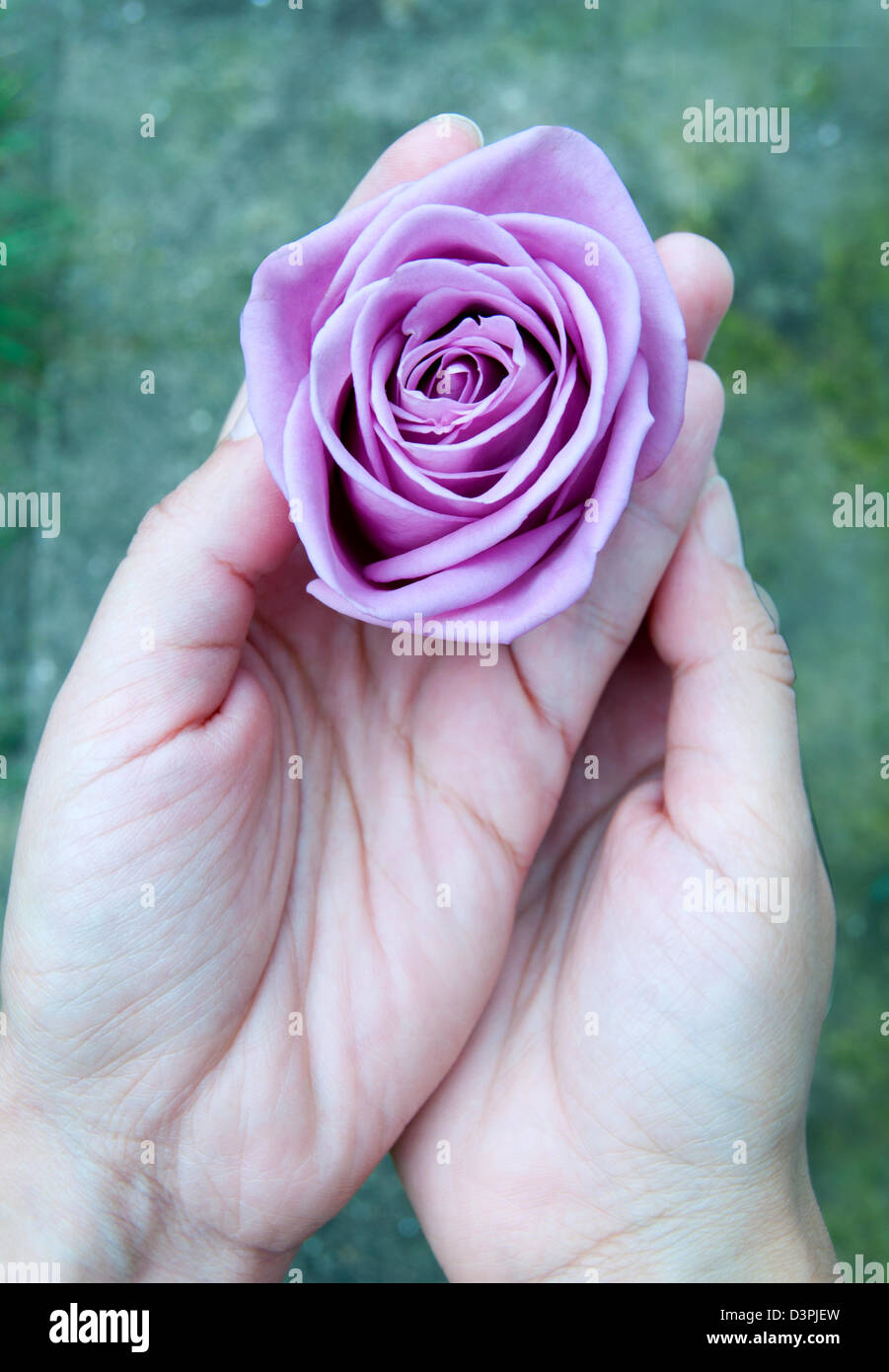 Mains tenant une rose pourpre Banque D'Images