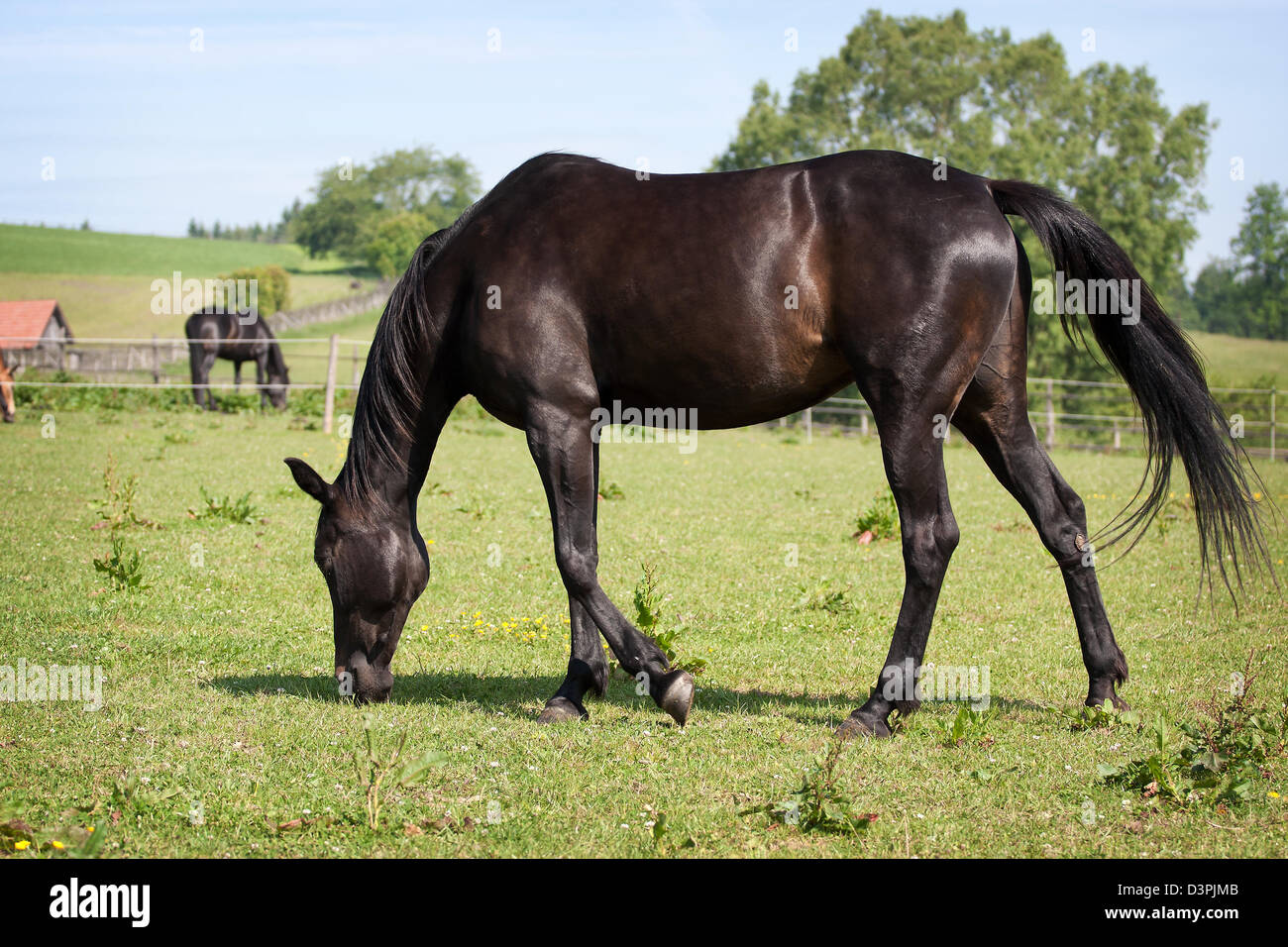 Cheval Noir dans le pré Banque D'Images