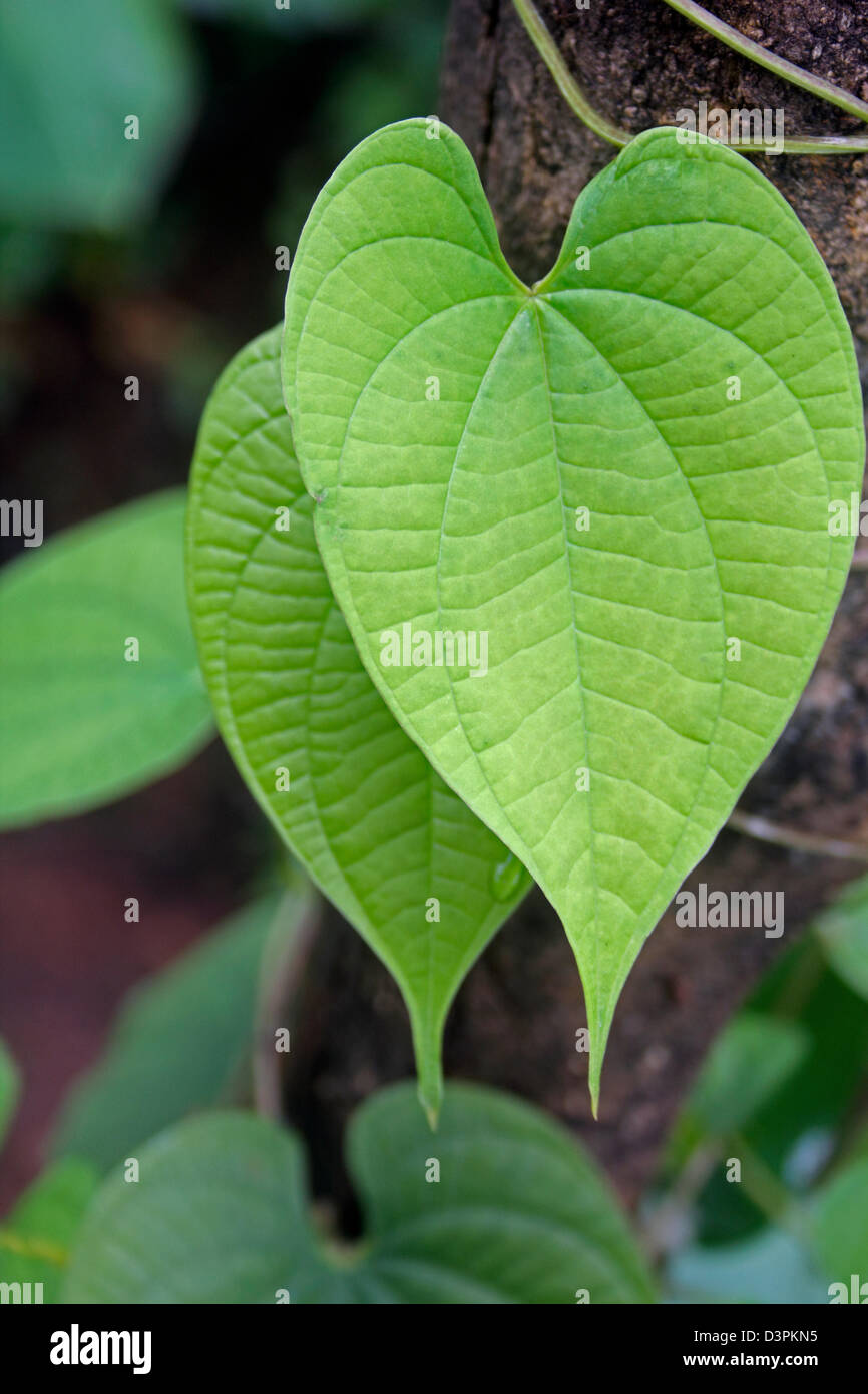 Les feuilles des tubercules aériens, une plus grande igname appelée en tant que 'Kokan Ghorkand', l'Inde Banque D'Images