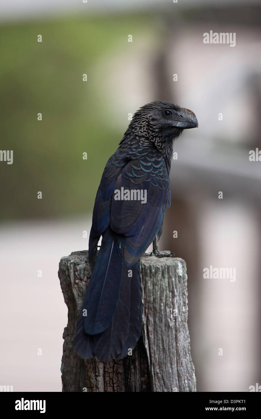 L'Ani à bec lisse Crotophaga ani, a été amené à l'île de Santa Cruz, Galapagos à partir de la partie continentale de l'Équateur. Banque D'Images