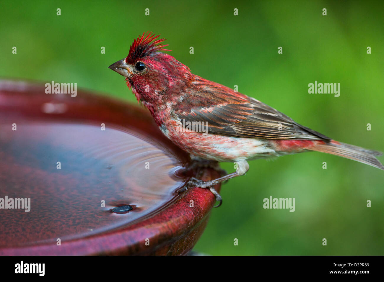 Roselin pourpré perché sur un bain d'oiseaux Banque D'Images