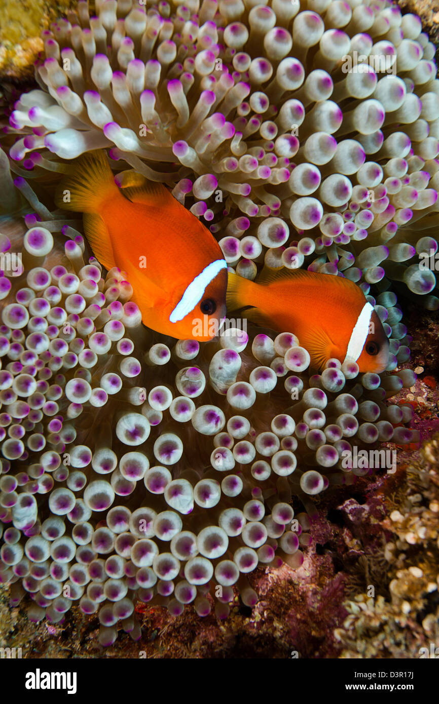 Fidji endémique poissons clowns, Amphiprion barberi. Banque D'Images