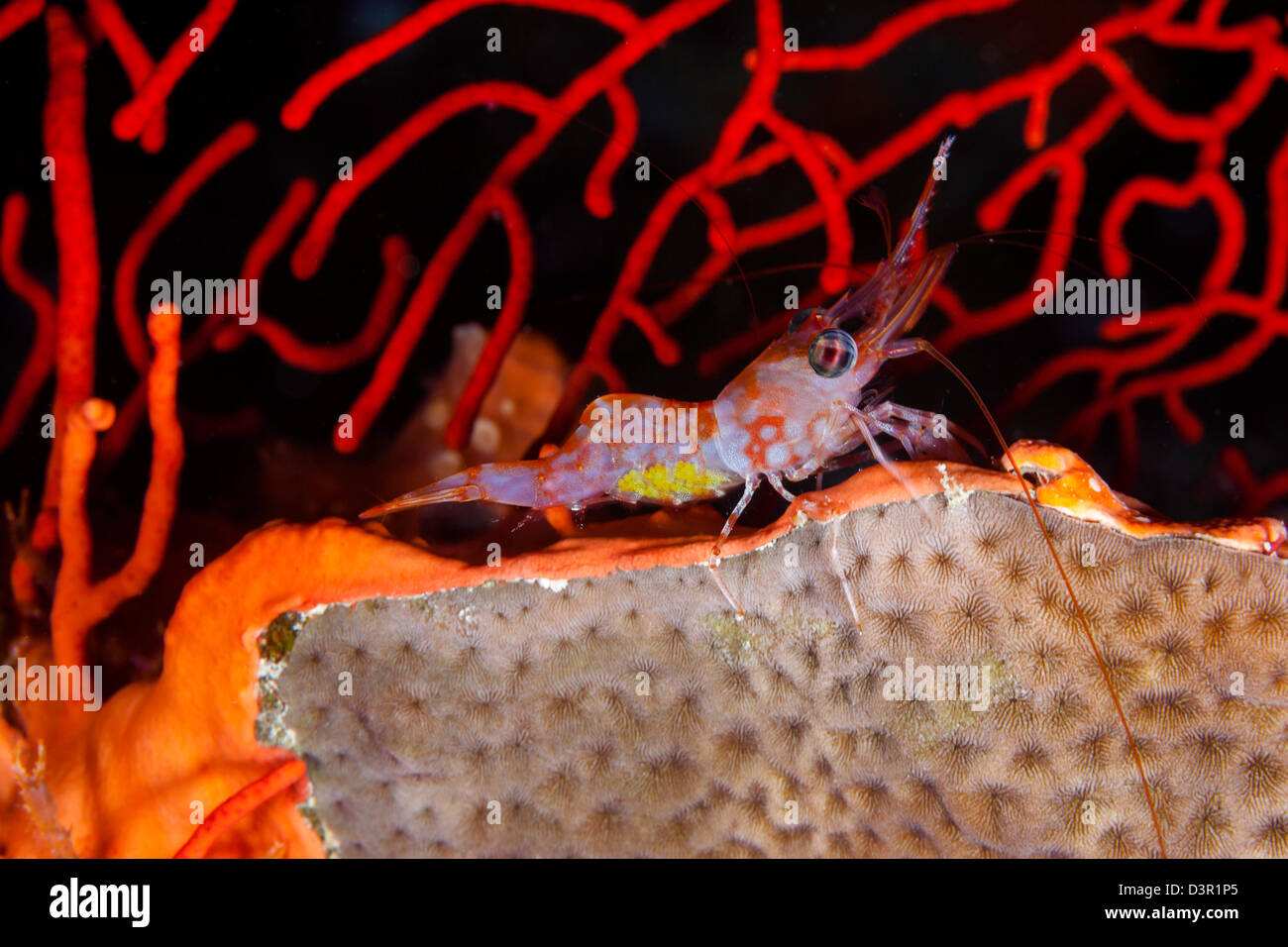 Le jaune d'œufs de cette femelle-charnière réticulée, Cinetorhynchus teticulatus crevettes bec, peut être vu sous la queue, à Fidji. Banque D'Images