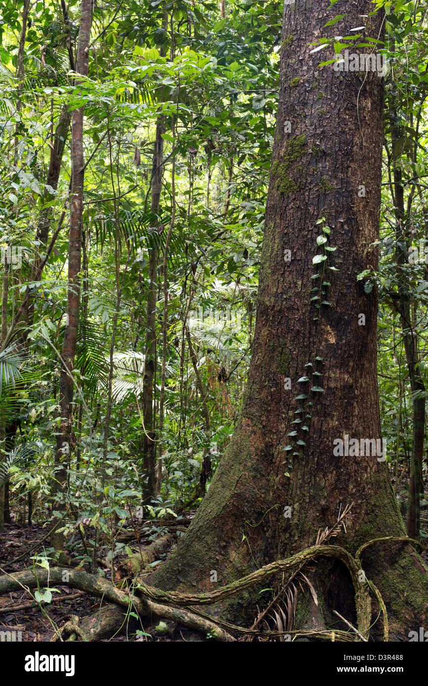 Rainforest près de Playa del Carmen, Atherton, Far North Queensland, Australie Banque D'Images