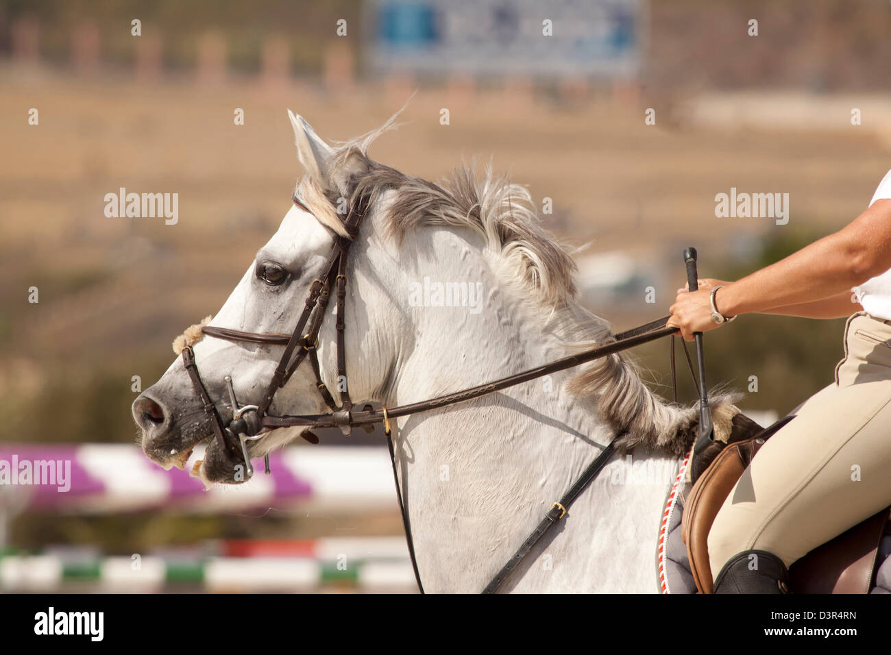 Tête d'un cheval blanc dans le champ d'équitation Photo Stock - Alamy
