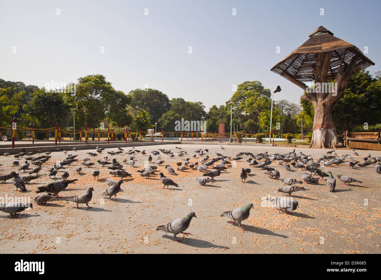 Troupeau de pigeons céréales d'alimentation dans un jardin, point de vue de Maharaja Ranjit Singh, Lawrence Road, Amritsar, Punjab, India Banque D'Images