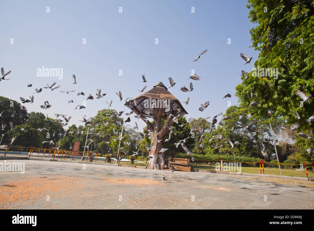 Troupeau de pigeons planer autour de grains dans un jardin, point de vue de Maharaja Ranjit Singh, Lawrence Road, Amritsar, Punjab, India Banque D'Images