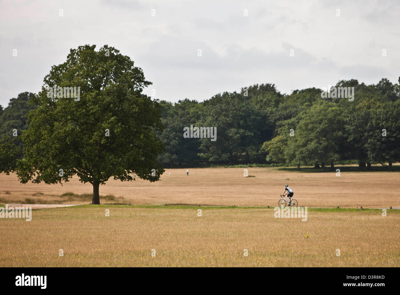 Cycliste sur route cycle olympique, Richmond Park, London, England, UK Banque D'Images