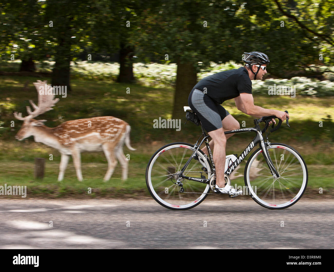 Cycliste à Richmond Park, avec le cerf, London, England, UK Banque D'Images