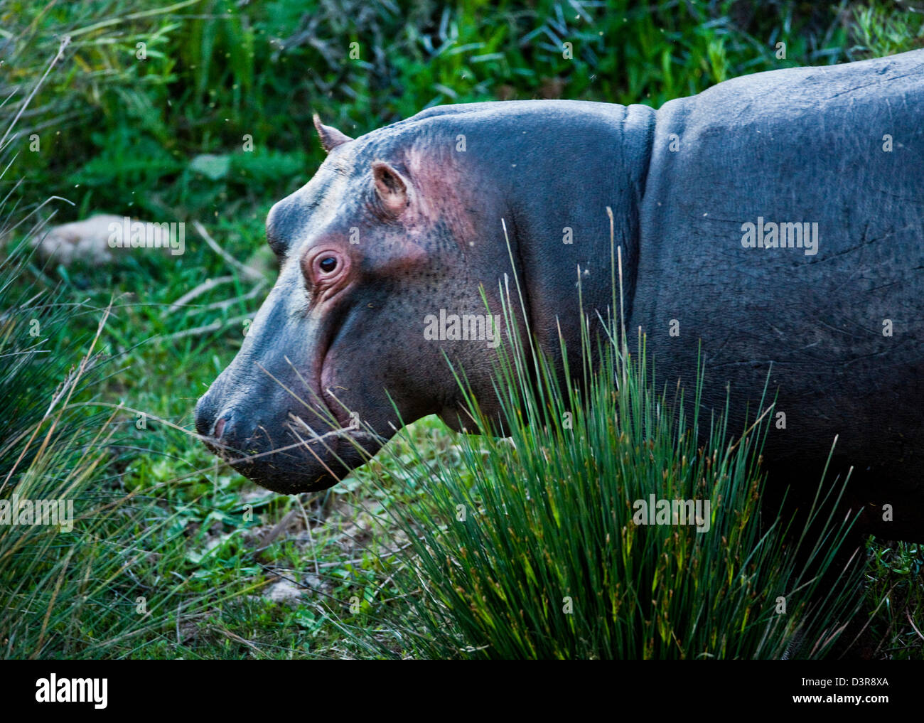 Hippopotamus sur berge, dans Jeu de Phinda, Afrique du Sud Banque D'Images