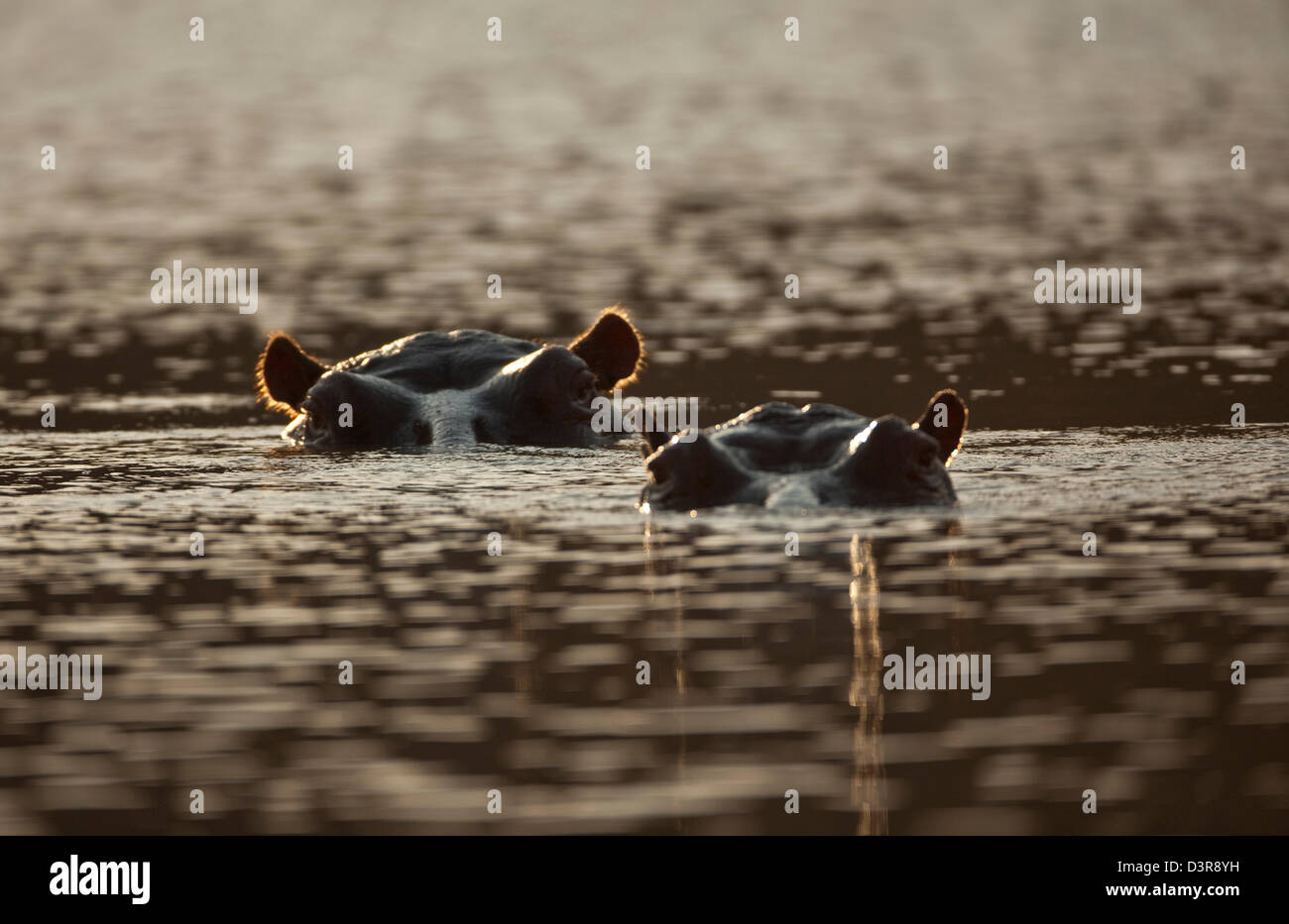 Hippopotamus nager dans l'eau, Phinda Game Reserve, Afrique du Sud Banque D'Images