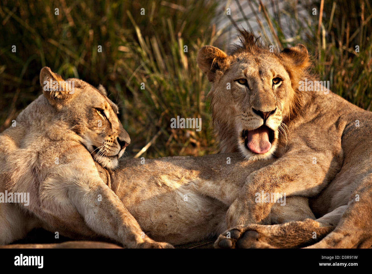 Les lions mâles et femelles, Phinda Game Reserve, Afrique du Sud Banque D'Images