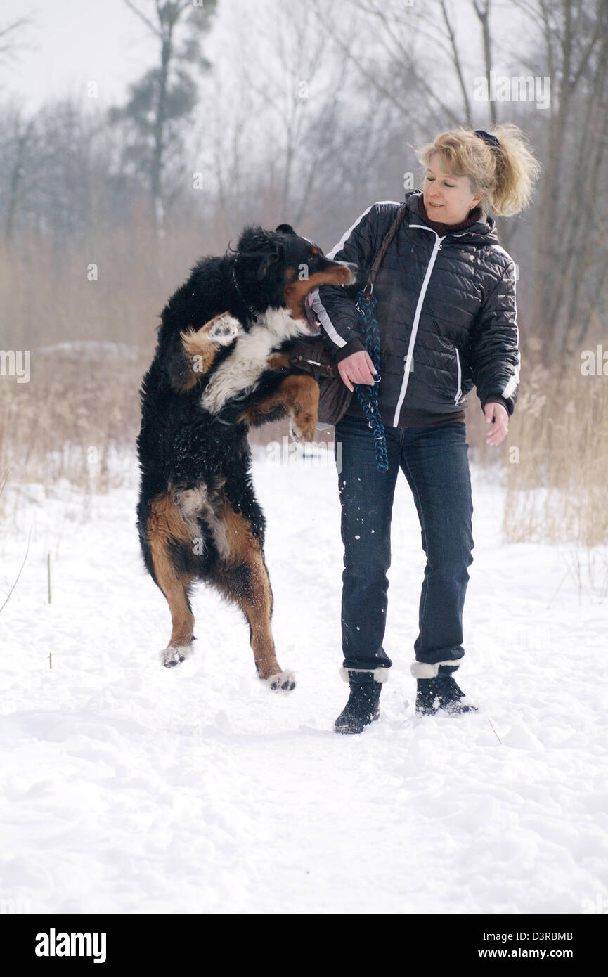Bernois joue et mord la femme Banque D'Images
