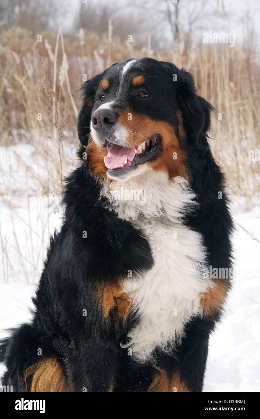 Bernois assis sur le salon dry reed Banque D'Images