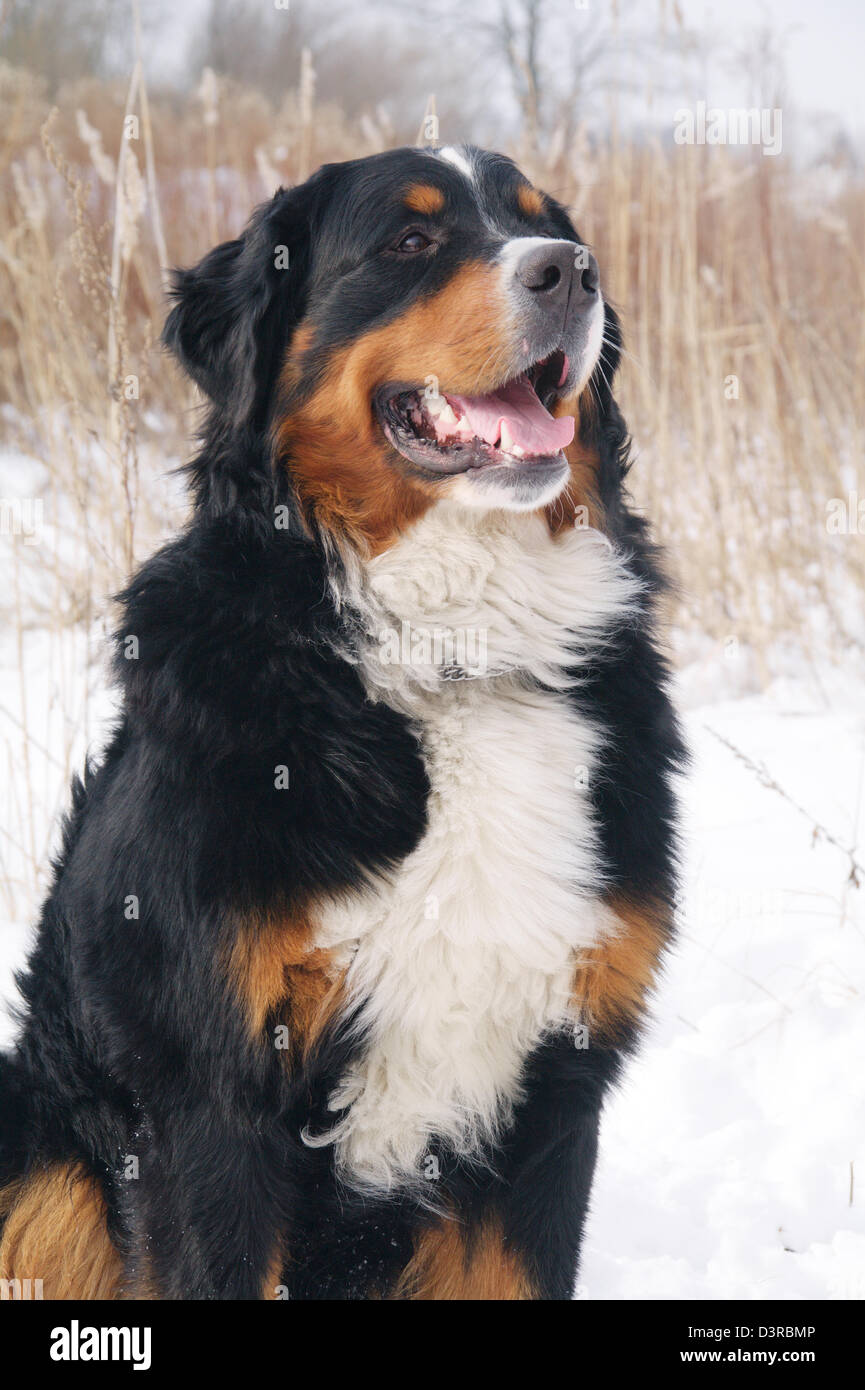 Bernois assis à montrer reed à sec Banque D'Images
