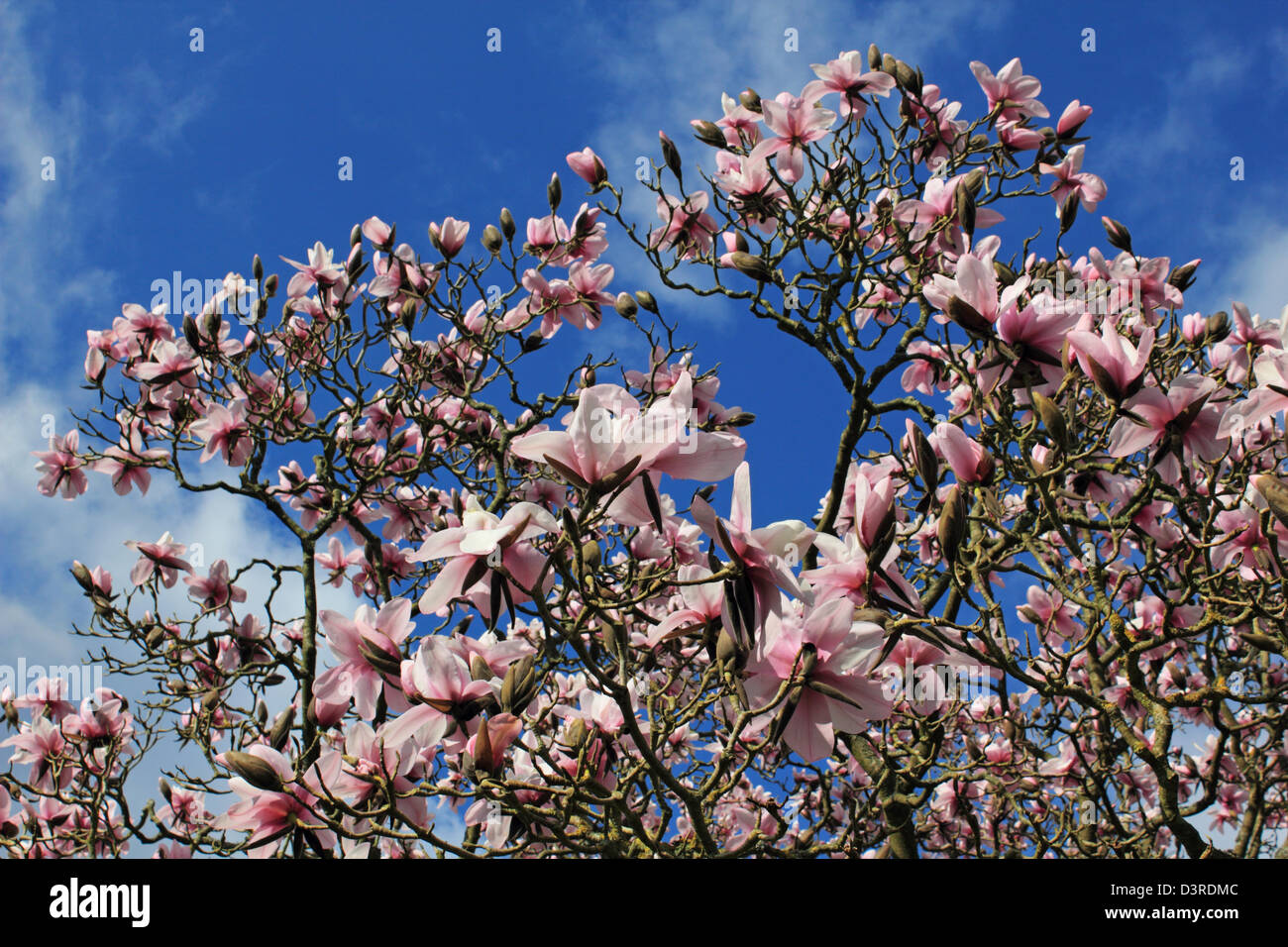 La floraison magnolia Sussex England UK Banque D'Images