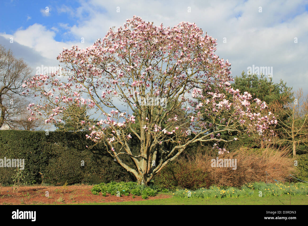 La floraison magnolia Sussex England UK Banque D'Images