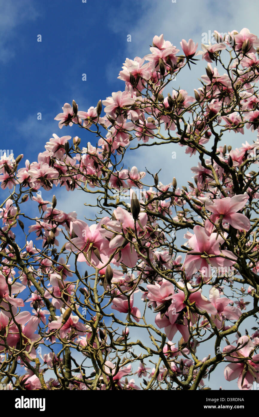 La floraison magnolia Sussex England UK Banque D'Images