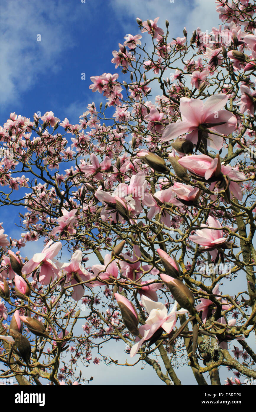 La floraison magnolia Sussex England UK Banque D'Images